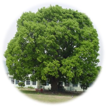 나무 - 느티나무